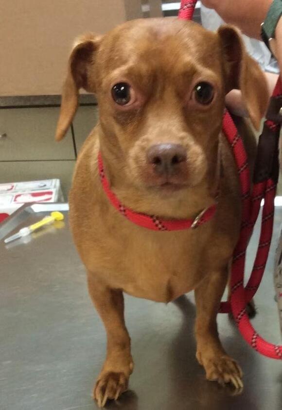🐶 Playful Pups and Sweet Dogs Ready for Adoption in Elizabethtown ...