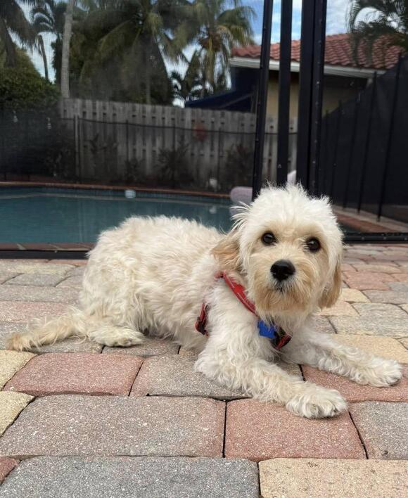 Meet Rupert, a 14lb small Cavachon & Bichon Frise mix who needs a ...