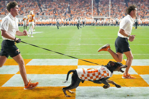Beloved SEC College Football Mascot Has Been Diagnosed With Cancer ...