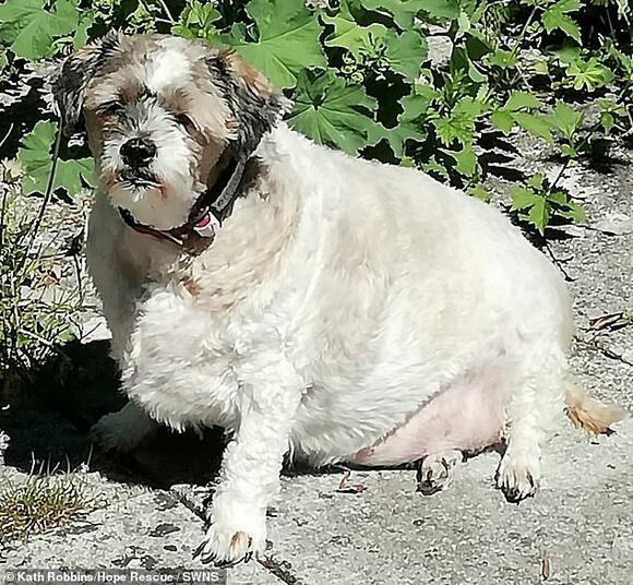 Shih 2025 tzu fat