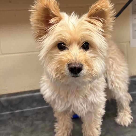 🐶 Playful & Loving Dogs Ready for Adoption in Memphis - NewsBreak