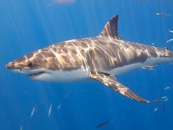 Sharks in New England Waters: How to Identify 14 Species You Might ...