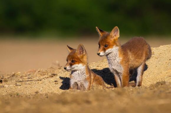 21 Animals That Call Denali National Park Home - NewsBreak