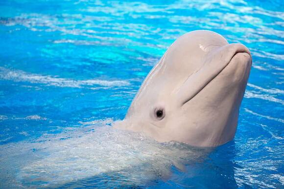 9 Animals That Can Live in Salt and Freshwater - NewsBreak