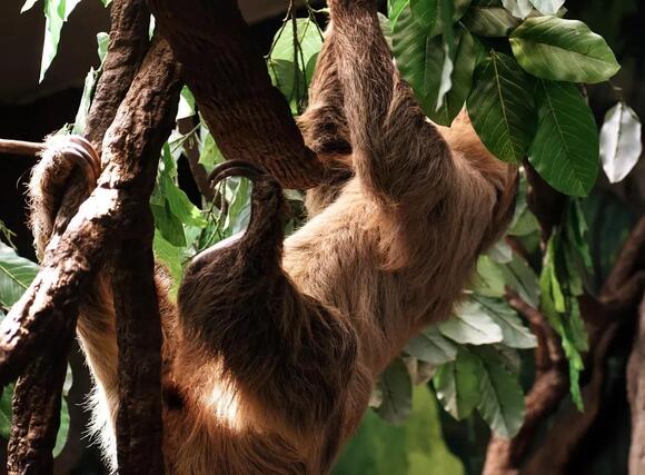 12-surprising-facts-about-sloths-that-will-make-you-smile-newsbreak