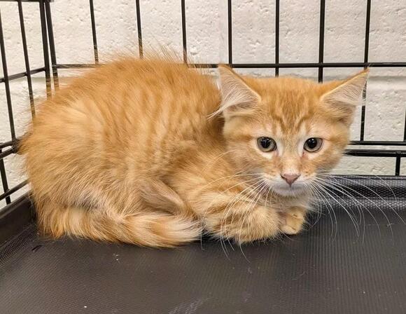 🐱 Sweet Florence Cats Ready for Adoption at Local Shelter - NewsBreak