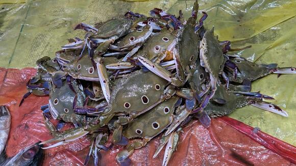 16 Types of Crabs in the Philippines Every Marine Enthusiast Should ...