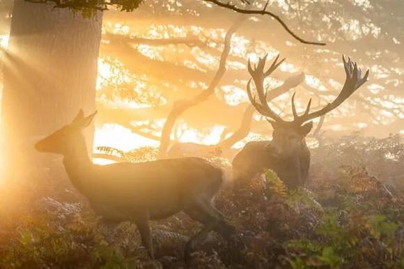 Why fall is peak season for deer-car collisions - NewsBreak