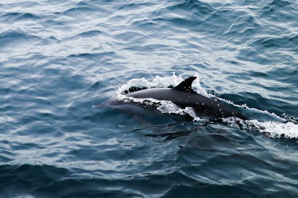 The Science Behind Orca Dialects and Family Bonds - NewsBreak
