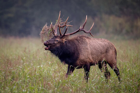How Elk Shape the Entire Ecosystem of North American Forests - NewsBreak