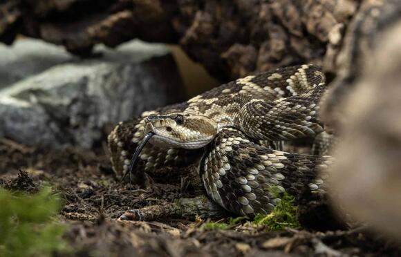 Why Rattlesnakes Rattle and What to Do When You Hear It - NewsBreak
