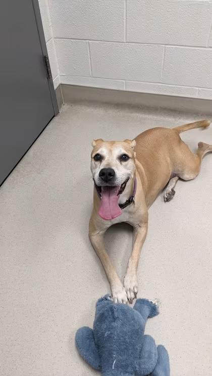 🐶 Playful, Gentle & Loyal Dogs Ready for Adoption in Cleveland - NewsBreak