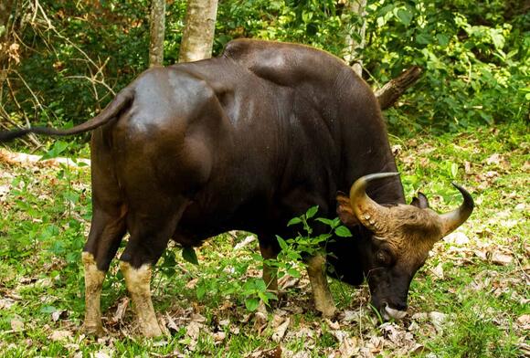 India Launches ‘Frozen Zoo’ to Preserve DNA of Endangered Species ...