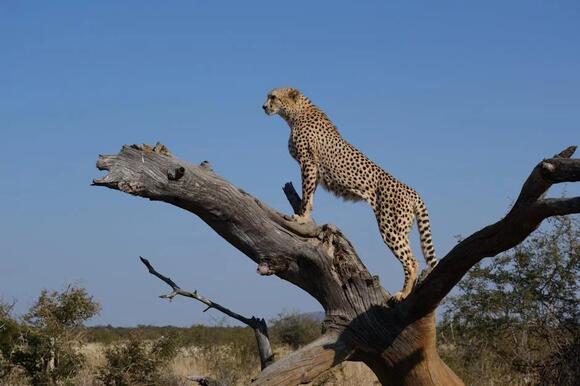 7 Big Cat Migration Routes You Can Visit - NewsBreak