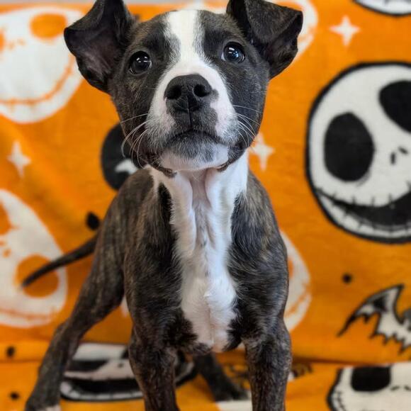 🐶 Playful Pups & a Gentle Shepherd Ready to Adopt in Watertown - NewsBreak