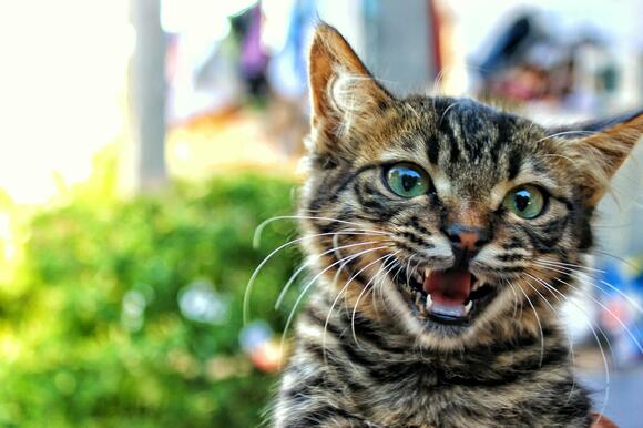 10 Small Moments That Mean Everything to Your Cat - NewsBreak