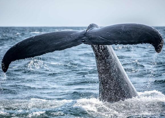 Where to Watch Humpback Whales Breach During Migration - NewsBreak