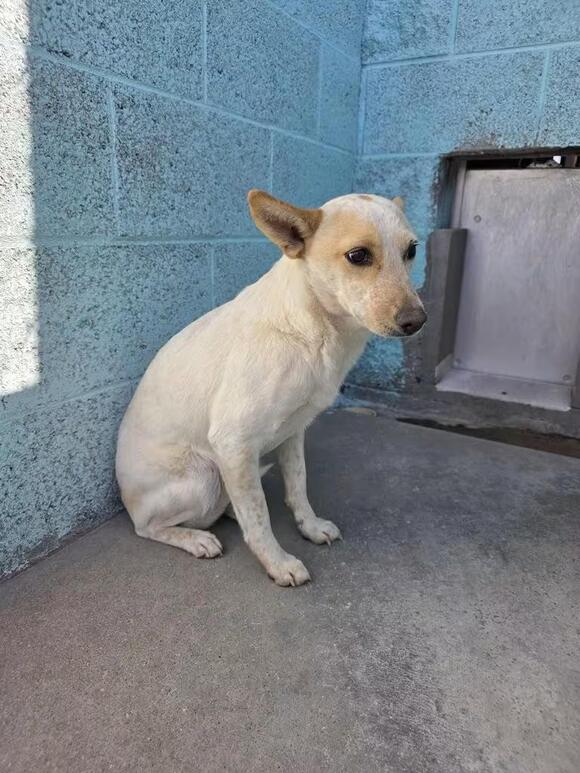 🐶 Playful, Loyal & Loving Dogs Ready for Adoption in Holbrook - NewsBreak