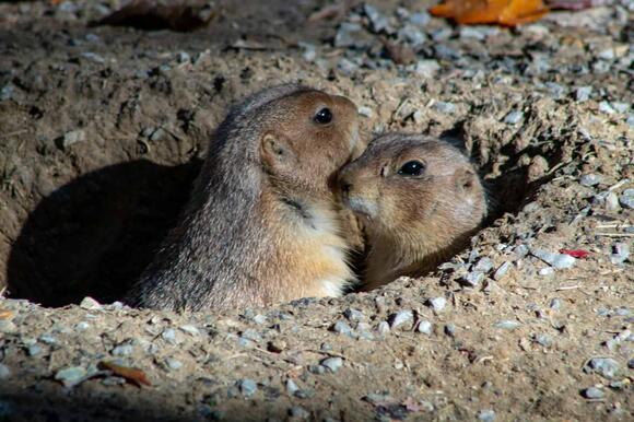 What We Can Learn From the Way Animals Build Homes - NewsBreak