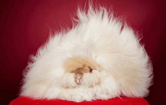 21 Animals Holding Guinness World Records - NewsBreak