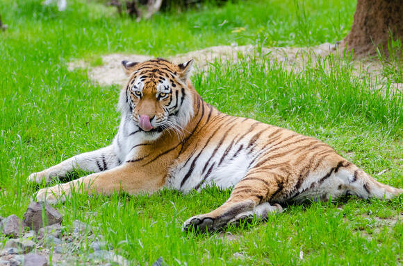 Gujarat’s Lone Tiger Marks Historic One-Year Stay After 33-Year Hiatus ...