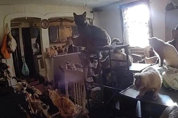 Police Rescue Over 100 Cats From Apartment In Upstate New York - NewsBreak