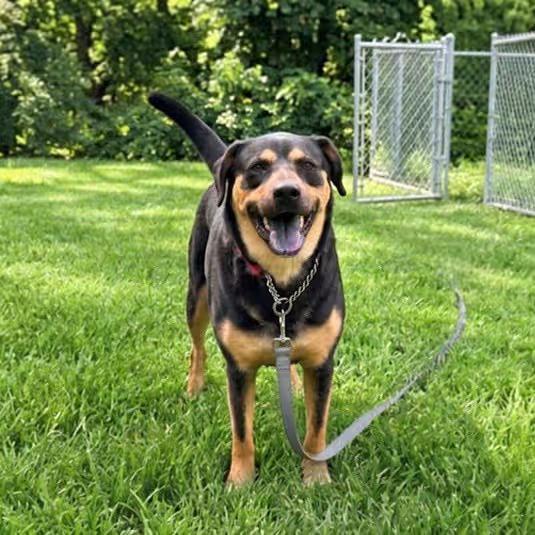 🐶 Playful Boxer Mix Puppies & More Dogs Ready in Southport CT - NewsBreak