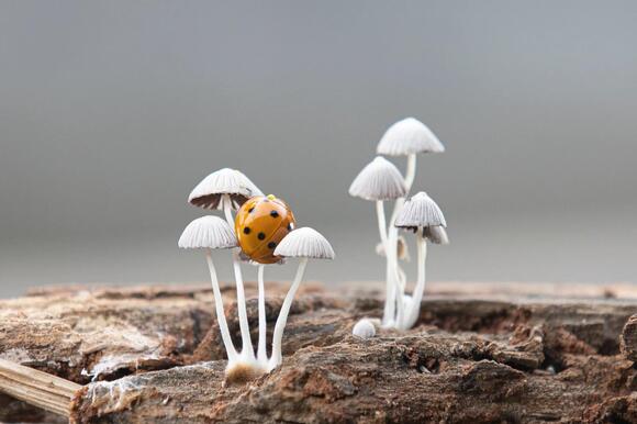 What Do You Call a Group of Ladybugs? The Answer Is Unbelievably Sweet ...