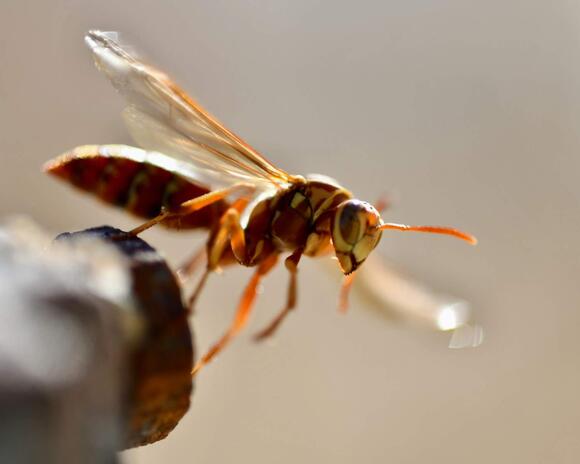 11 Predators Smaller Than Their Prey - NewsBreak