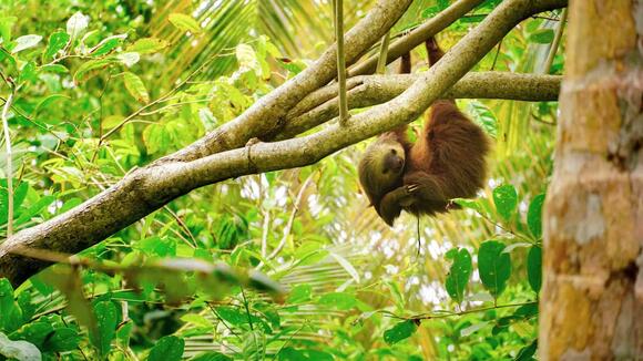 The Bizarre Way Sloths Digest Their Food - NewsBreak