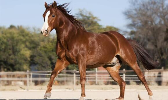 11-horses-that-are-best-for-riding-newsbreak