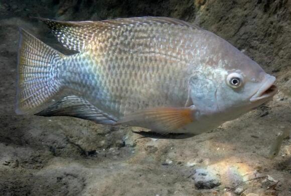 Types of Fish in the Sea of Galilee: A Naturalist’s Guide to Tilapia ...