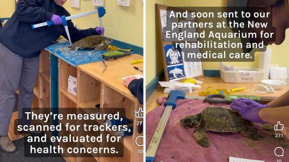 45 Sea Turtles Rescued from Cape Cod Beaches in 48 Hours - NewsBreak