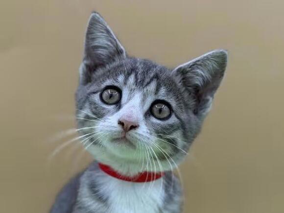 🐱 Playful Kittens & Sweet Senior Cats Ready for Adoption in Salem ...