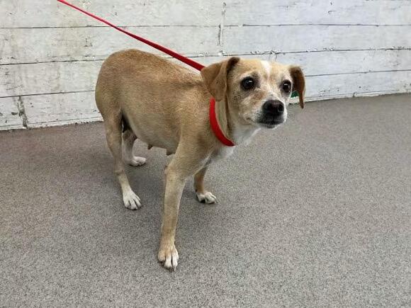🐶 Playful, Gentle & Loyal Dogs Ready for Adoption in San Bernardino ...
