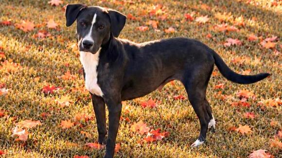2-Year-Old Pup Ready For Love After Being Rescued From Shelter in South ...