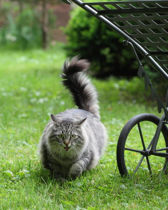 10 Subtle Cat Behaviors That Show Deep Emotional Intelligence - NewsBreak
