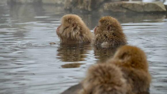 Why Japanese Macaques Love Hot Springs - NewsBreak