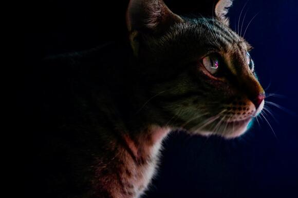8 Cat Moments From TV That Broke the Internet - NewsBreak