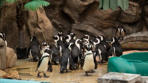 Netherlands Penguin Colony Devastated After 39 Penguins Lost to ...