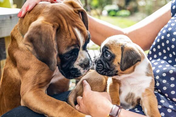 The 12 Most Affectionate Dog Breeds That Love to Cuddle - NewsBreak