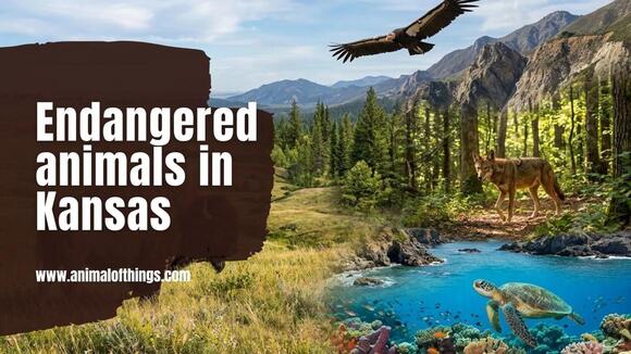 Endangered Animals in Kansas: Species, Laws, and What You Need to Know ...