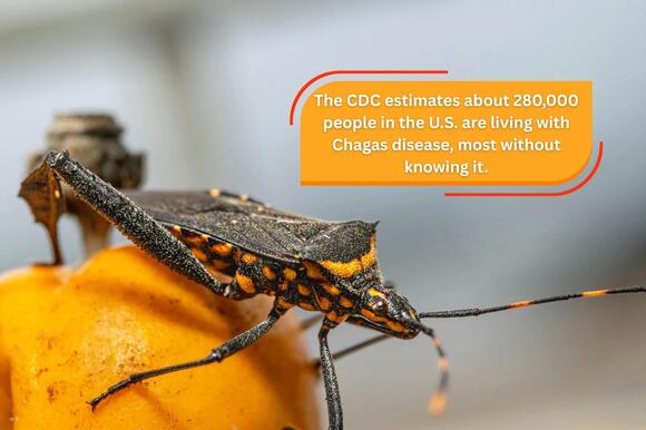 CDC Alert Kissing Bugs Found in Indiana - NewsBreak