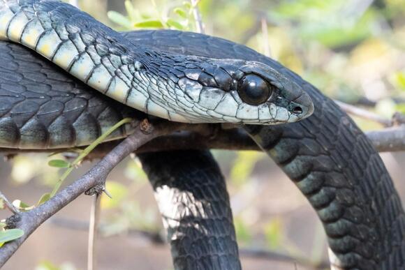 Woman calls snake catcher after encountering venomous black mamba ...