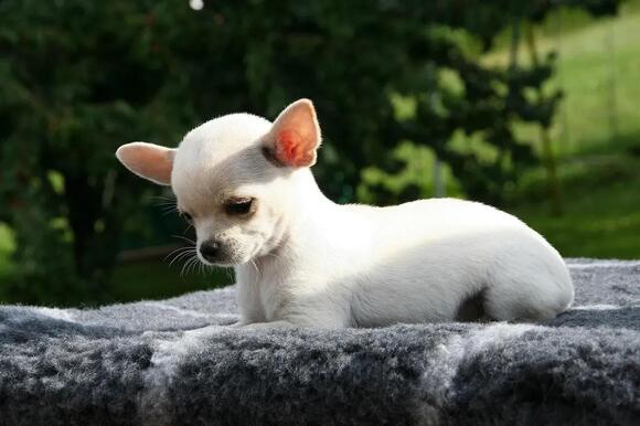 6 Dog Breeds Known for Unpredictable Temperaments - NewsBreak