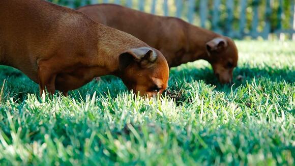 Why Do Dogs Eat Grass? Unraveling This Common Canine Mystery - NewsBreak
