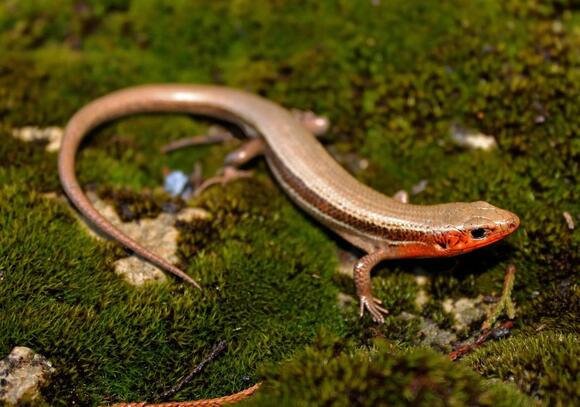 7 Types of Lizards in Alabama and How to Identify Them - NewsBreak