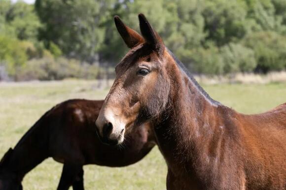 What Do You Call a Group of Mules? The Answer Is Unexpectedly Bleak ...