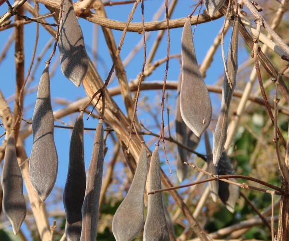 What to do with wisteria in the fall – to ensure your climbers bloom ...