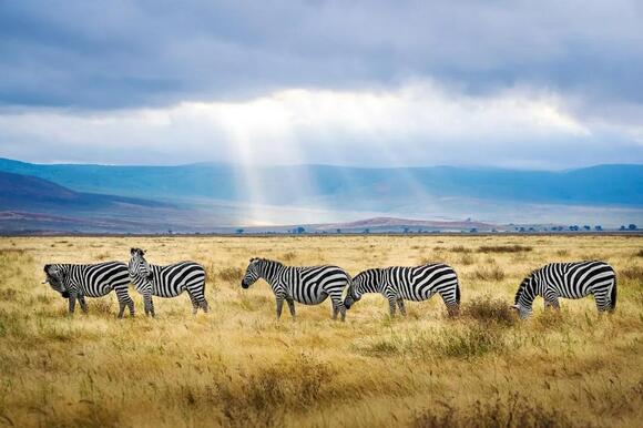 What Do You Call a Group of Zebras? The Answer Is Dazzling - NewsBreak